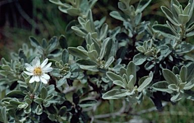 APII jpeg image of Olearia phlogopappa subsp. subrepanda  © contact APII
