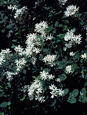 APII jpeg image of Olearia rugosa subsp. allenderae  © contact APII