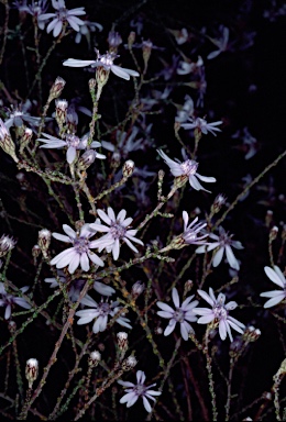 APII jpeg image of Olearia ramosissima  © contact APII