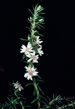 APII jpeg image of Olearia ramulosa  © contact APII
