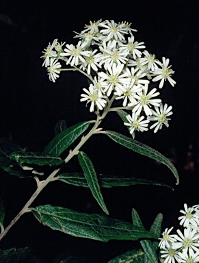 APII jpeg image of Olearia lirata  © contact APII