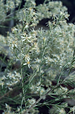 APII jpeg image of Olearia subspicata  © contact APII