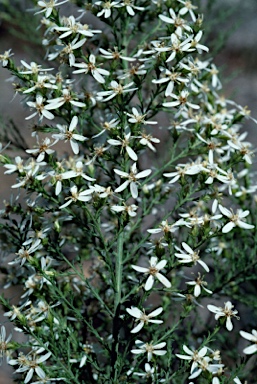 APII jpeg image of Olearia teretifolia  © contact APII