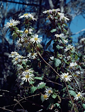 APII jpeg image of Olearia tomentosa  © contact APII