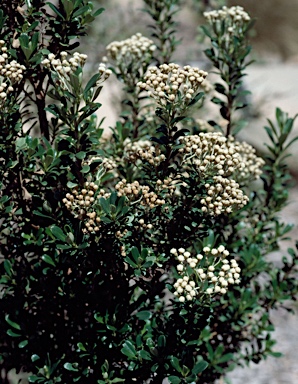 APII jpeg image of Ozothamnus antennaria  © contact APII