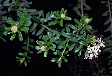 APII jpeg image of Ozothamnus cuneifolius  © contact APII