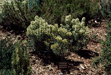 APII jpeg image of Ozothamnus expansifolius  © contact APII