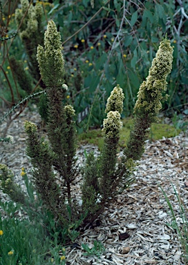 APII jpeg image of Ozothamnus hookeri  © contact APII