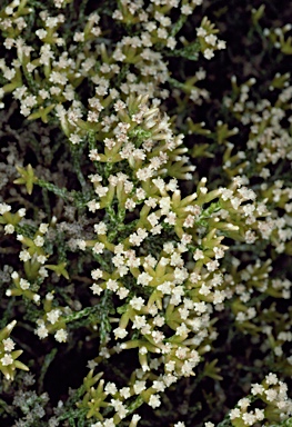 APII jpeg image of Ozothamnus hookeri  © contact APII