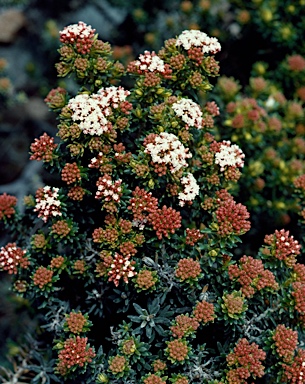 APII jpeg image of Ozothamnus ledifolius  © contact APII