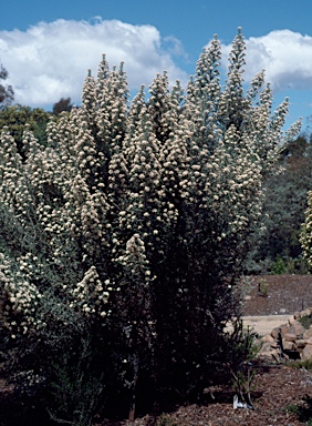 APII jpeg image of Ozothamnus purpurascens  © contact APII