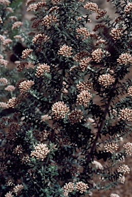 APII jpeg image of Ozothamnus purpurascens  © contact APII