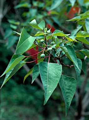 APII jpeg image of Homalanthus populifolius  © contact APII