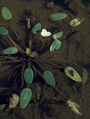 APII jpeg image of Ottelia ovalifolia  © contact APII