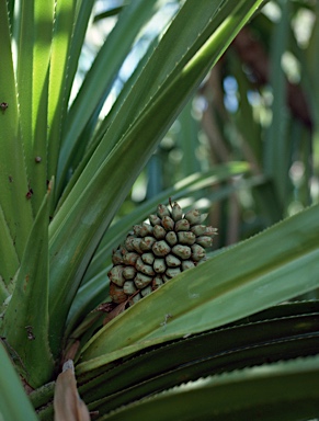 APII jpeg image of Pandanus basedowii  © contact APII