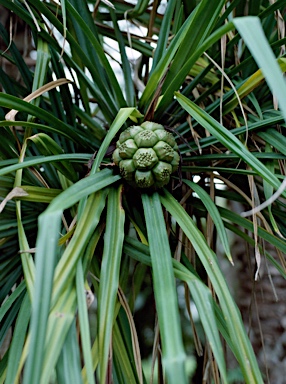 APII jpeg image of Pandanus solmslaubachii  © contact APII