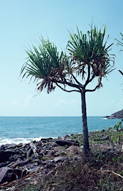 APII jpeg image of Pandanus tectorius  © contact APII