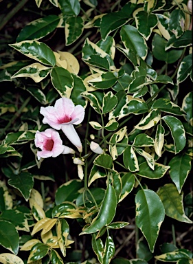 APII jpeg image of Pandorea jasminoides 'Charisma'  © contact APII