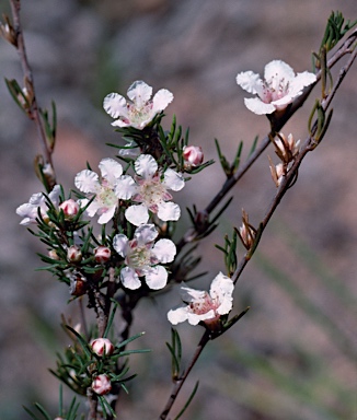 APII jpeg image of Paragonis grandiflora  © contact APII