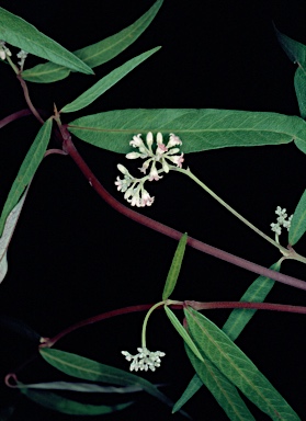 APII jpeg image of Parsonsia diaphanophleba  © contact APII