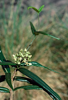 APII jpeg image of Parsonsia lenticellata  © contact APII