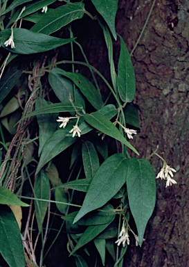 APII jpeg image of Parsonsia tenuis  © contact APII