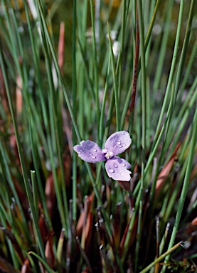 APII jpeg image of Patersonia fragilis  © contact APII