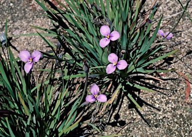 APII jpeg image of Patersonia occidentalis  © contact APII