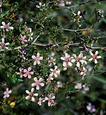 APII jpeg image of Pericalymma ellipticum var. ellipticum  © contact APII