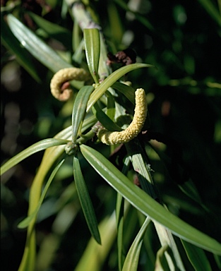 APII jpeg image of Podocarpus grayae  © contact APII