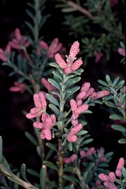 APII jpeg image of Podocarpus lawrencei  © contact APII