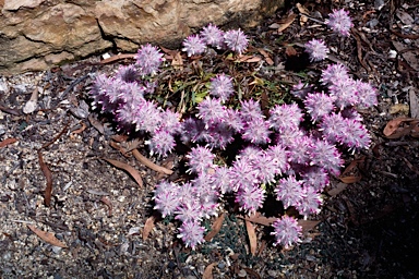 APII jpeg image of Ptilotus manglesii  © contact APII