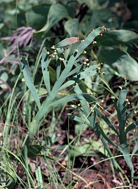APII jpeg image of Hibbertia dilatata  © contact APII