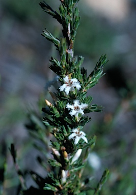 APII jpeg image of Pentachondra ericifolia  © contact APII