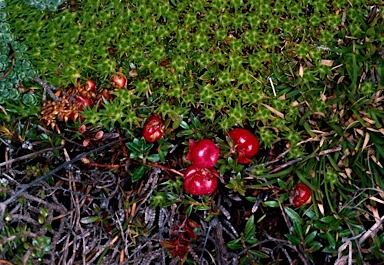 APII jpeg image of Gaultheria tasmanica  © contact APII