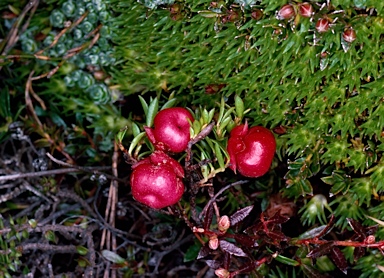 APII jpeg image of Gaultheria tasmanica  © contact APII