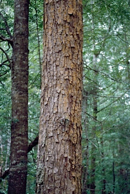 APII jpeg image of Phyllocladus aspleniifolius  © contact APII