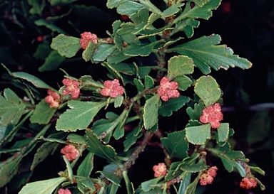 APII jpeg image of Phyllocladus aspleniifolius  © contact APII