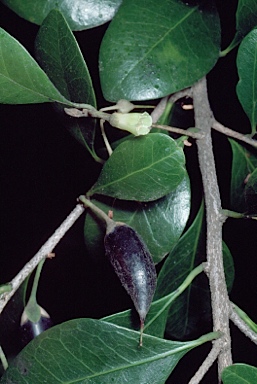 APII jpeg image of Planchonella pubescens  © contact APII