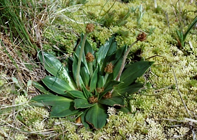 APII jpeg image of Plantago muelleri  © contact APII