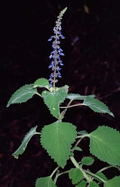 APII jpeg image of Plectranthus diversus  © contact APII