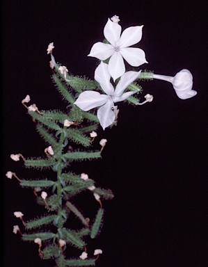 APII jpeg image of Plumbago zeylanica  © contact APII