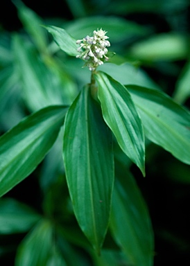 APII jpeg image of Pollia macrophylla  © contact APII