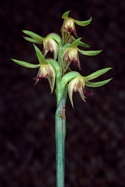 APII jpeg image of Prasophyllum archeri  © contact APII