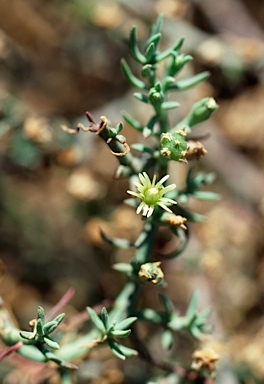 APII jpeg image of Psilocaulon granulicaule  © contact APII