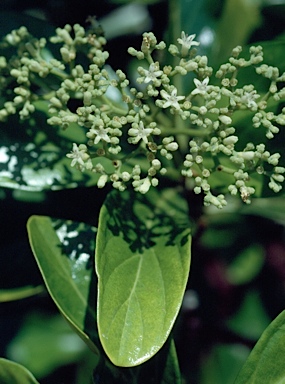 APII jpeg image of Psychotria poliostemma  © contact APII