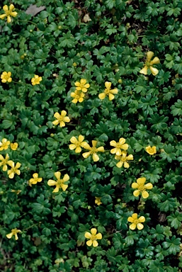 APII jpeg image of Ranunculus collinus  © contact APII