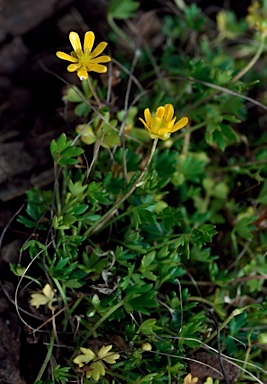 APII jpeg image of Ranunculus glabrifolius  © contact APII