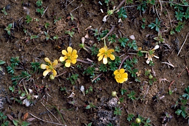 APII jpeg image of Ranunculus nanus  © contact APII