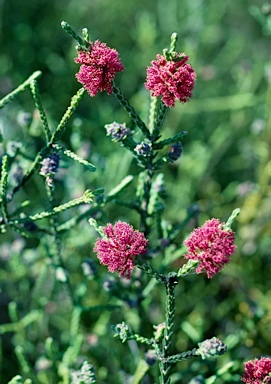 APII jpeg image of Regelia cymbifolia  © contact APII